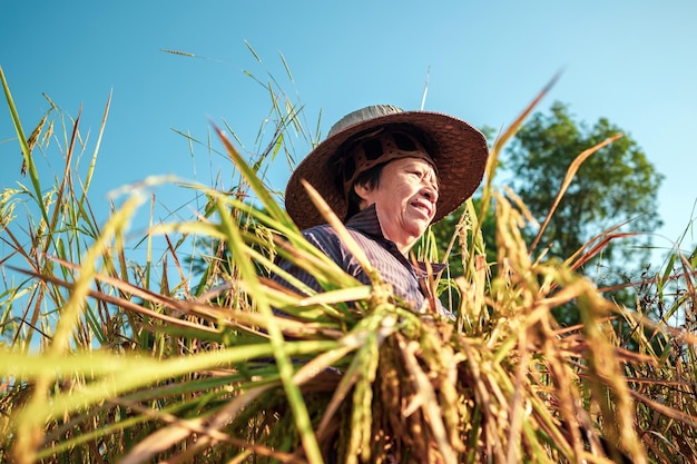 田舎の黄金色の田んぼで稲を収穫する高齢者のアジア人女性農家