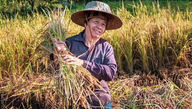 A seniors Asian woman farmer harvesting rice in a field rice plants in golden yellow in rural