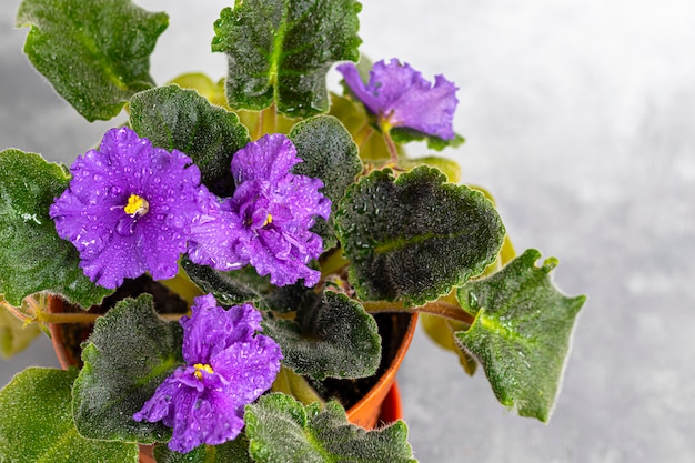 Senpolia bloeit in een pot. het is algemeen bekend als afrikaans violet. huisinstallatie op een grijze achtergrond.