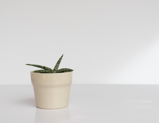 Photo sensaveria walking snake plant in a beautiful decorative ceramic pot on white isolated background