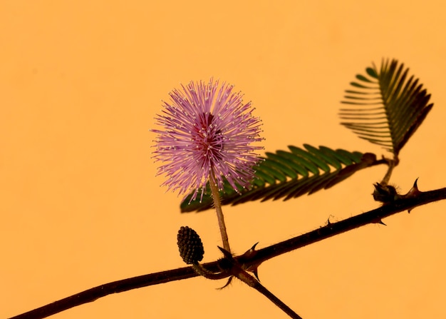 Sensitive flower branch