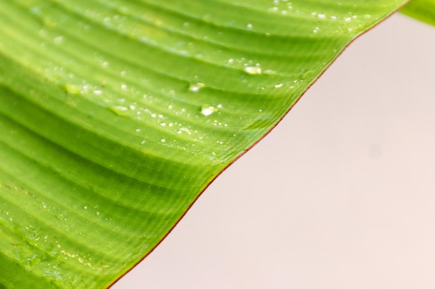 白い背景の上の敏感なフォーカス緑のバナナの葉の境界線