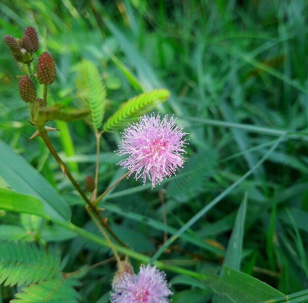 Sensitive plant or shameplant or flower in tree plant in garden