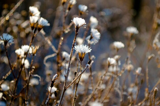 写真 2 月の冬の官能的な繊細なベージュの背景の繊細なドライフラワー