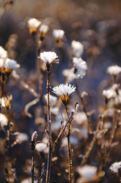 写真 2 月の冬の官能的な繊細なベージュの背景の繊細なドライフラワー