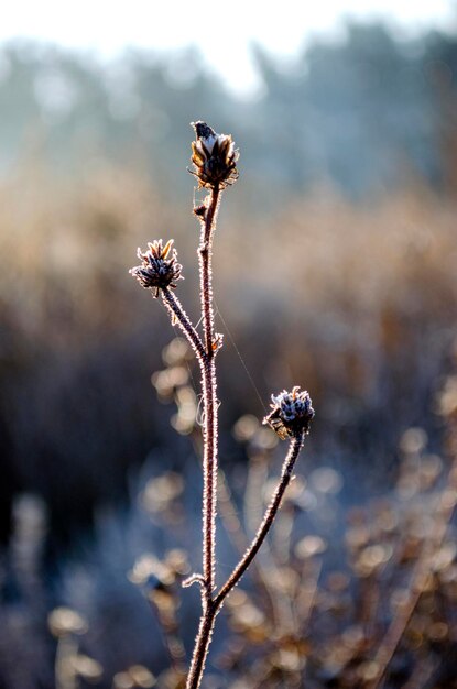 Фото Чувственный нежный бежевый фон нежный сухой цветок зимой в феврале