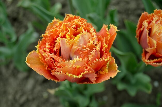 Sensual Touch tulip Fringed tulip flower Sensual Touch