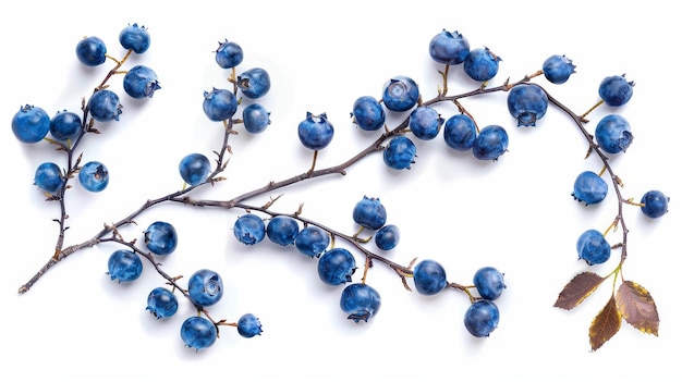 Separated blueberries