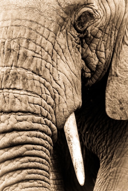 Foto sepia in primo piano di metà testa di elefante africano