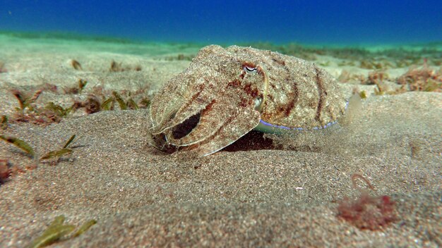 Sepia pharaonis.  Head-footed mollusks. Cuttlefish squad. Pharaoh cuttlefish.