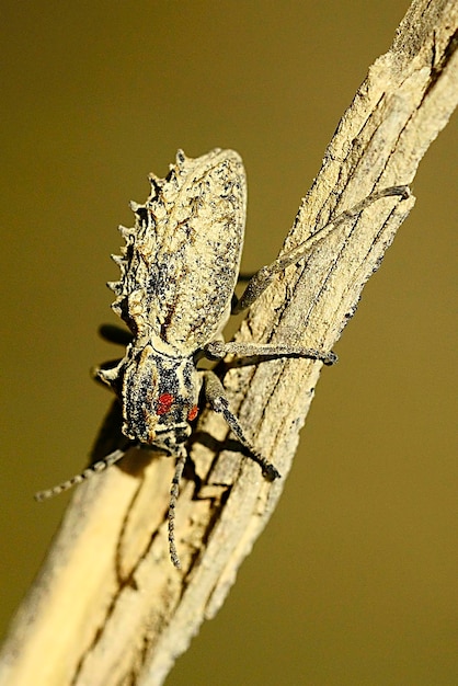 Sepidium bidentatum is a species of beetle in the family Tenebrionidae