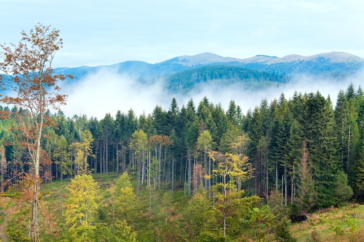 Photo september carpathian mountain hill and cloudy morning view behind.
