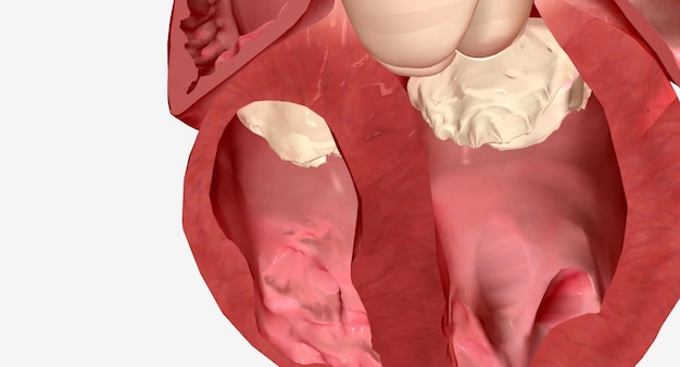 the septum of the heart