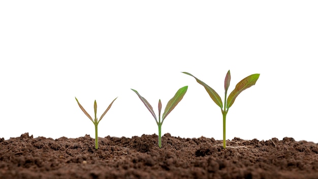 The sequence of growth and development of a plant or tree growing from the soil on a white background