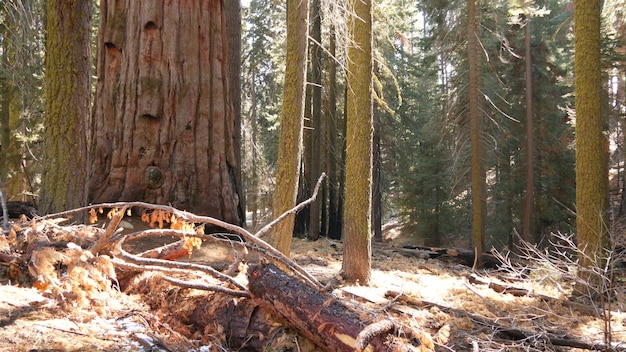 Sequoia forest, redwood trees in national park, Northern California, USA. Old-growth woodland near Kings Canyon. Trekking and hiking tourism. Unique lagre coniferous pines with massive tall trunks.