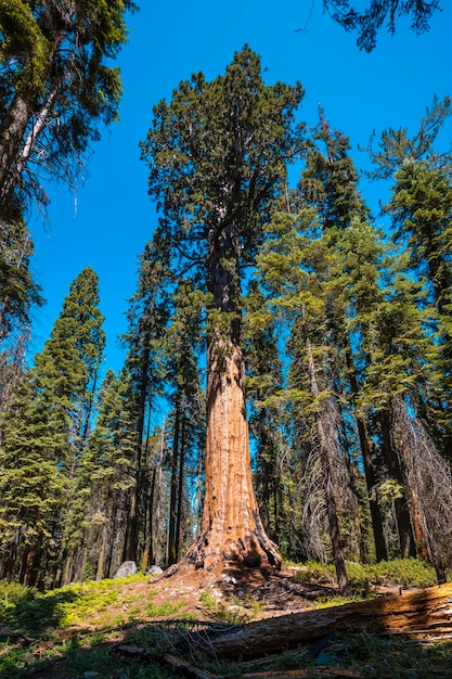 Sequoia National Park gigantische bomen park met de zon op de achtergrond Californië