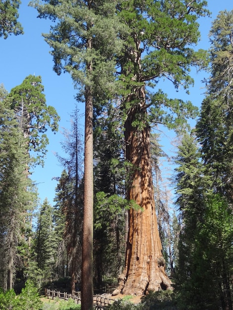 Sequoia National Park