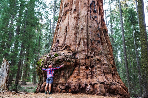 Sequoia's bos in het zomerseizoen