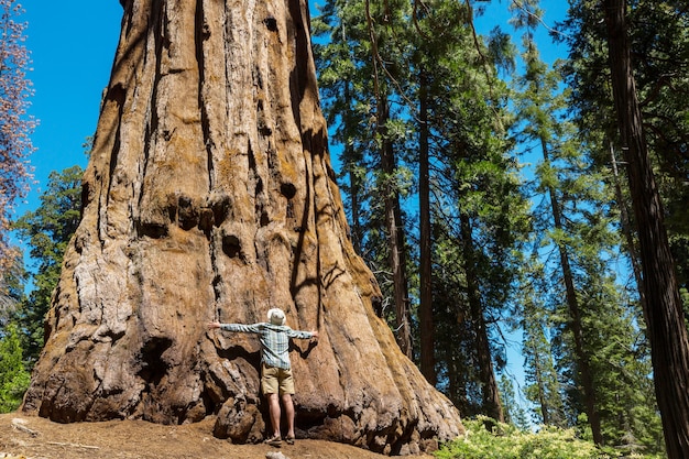 Sequoia's bos in het zomerseizoen