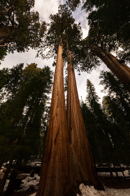 Sequoia's in Sequoia National Park, Californië