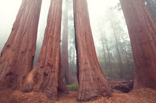 Alberi di sequoia nelle montagne della sierra nevada, california