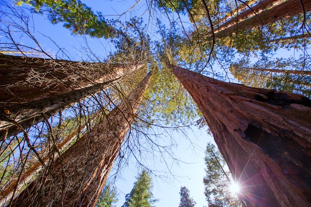 Sequoias in California view from below