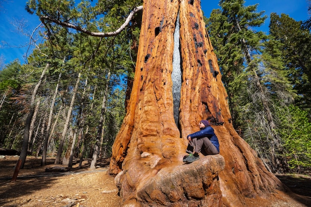 Foresta di sequoie nella stagione estiva