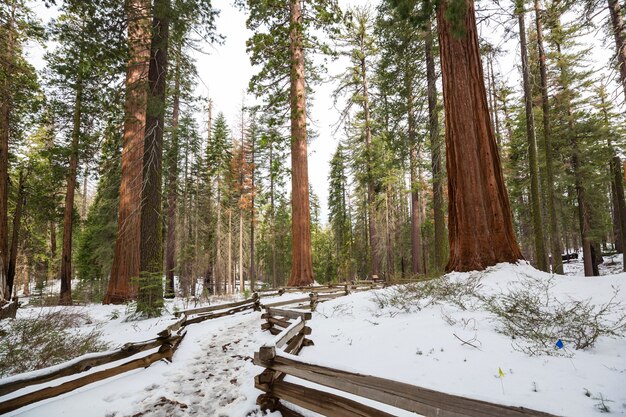 Photo sequoias forest in summer season