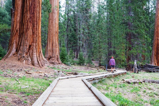 Foresta di sequoie nella stagione estiva