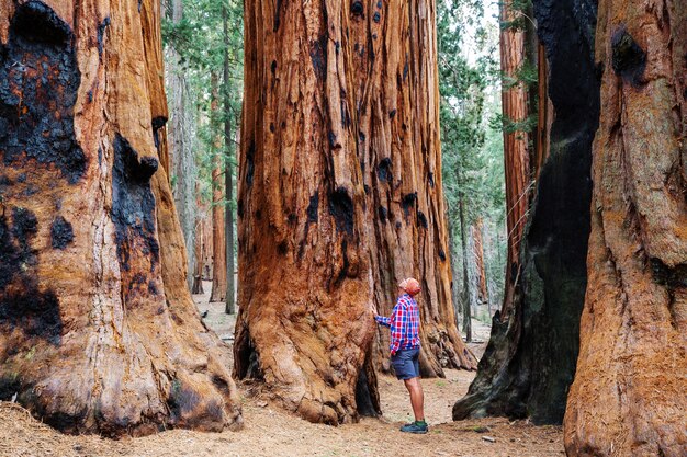 Sequoias forest in summer season