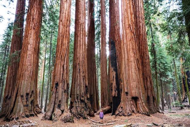 Foresta di sequoie nella stagione estiva