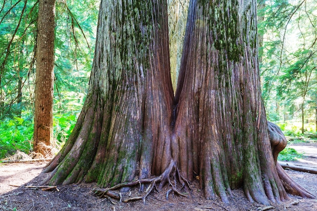 Sequoias forest in summer season