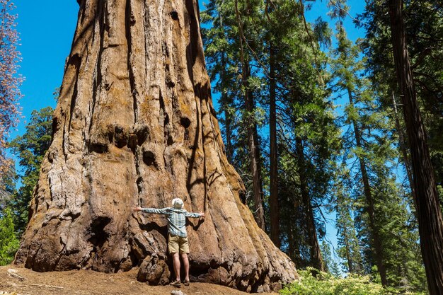 Foresta di sequoie nella stagione estiva