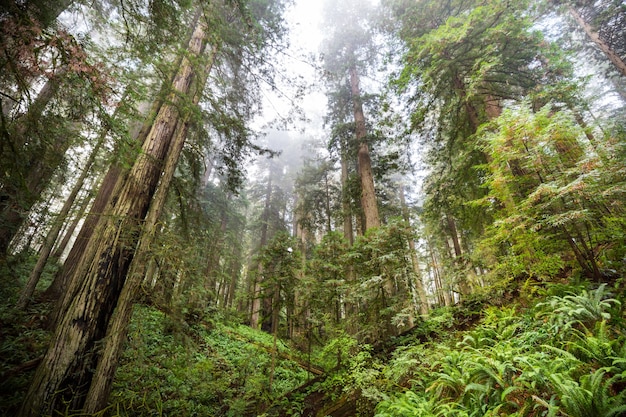 Sequoias forest in summer season