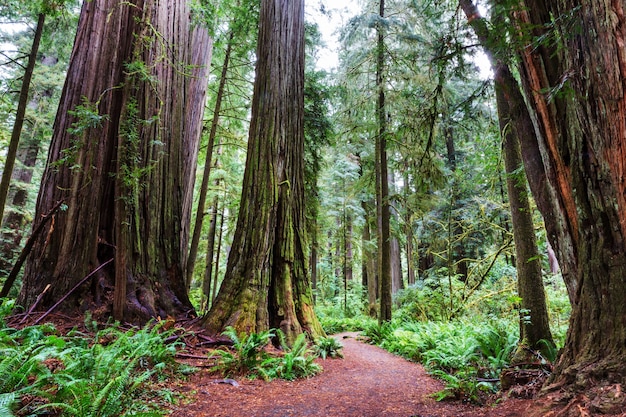 Sequoias forest in summer season