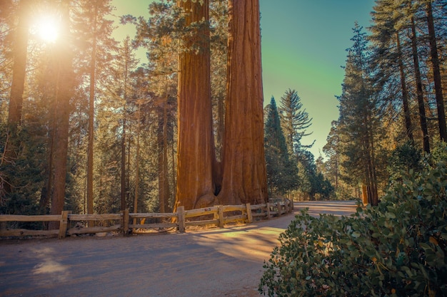 Photo sequoias national park road