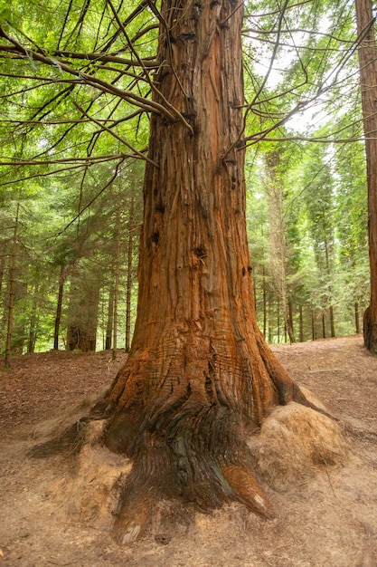 Foto sequoiawortels in sequoia's nationaal park in cantabrië, spanje