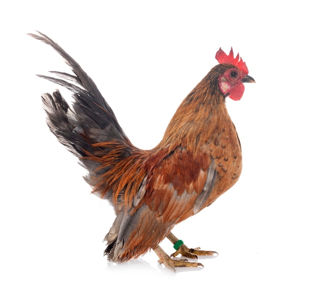 Serama chicken on white background