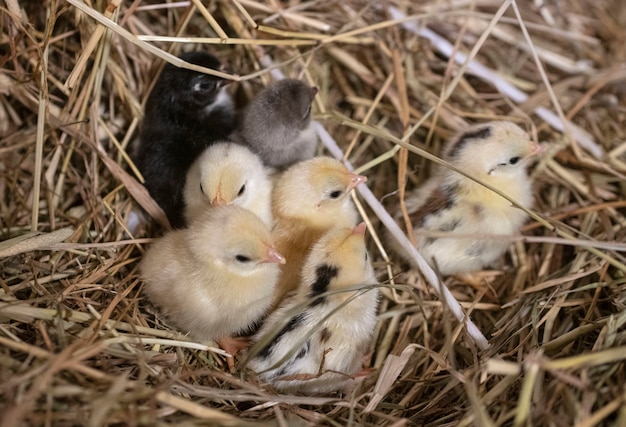 Serama chicks in nest