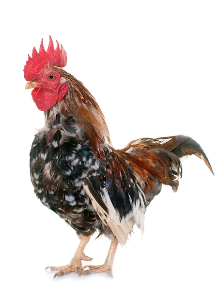 serama rooster 