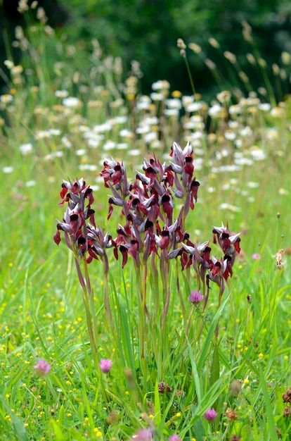 Serapias cordigera is a delicate wild orchid that grows in meadows