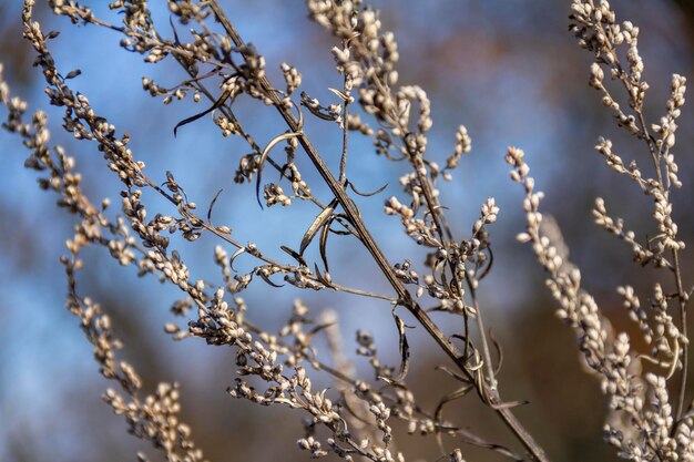 sere plant detail