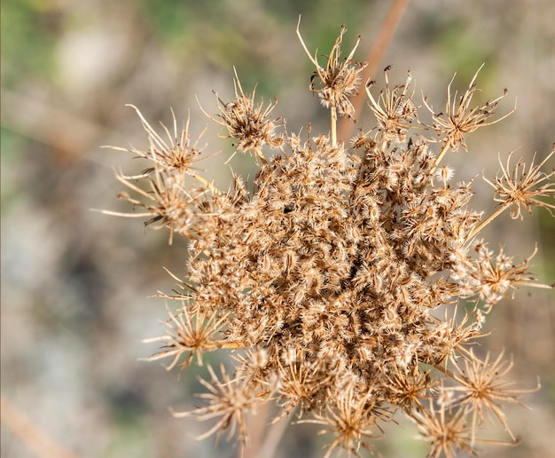 sere vegetation closeup