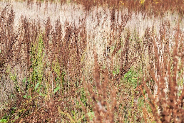 sere vegetation scenery