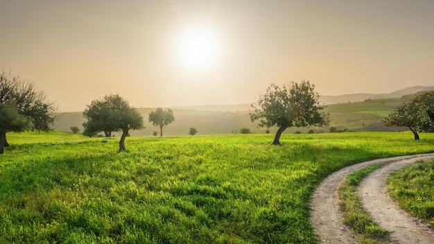 Sereen landschap van Cyprus met groene velden en johannesbroodbomen