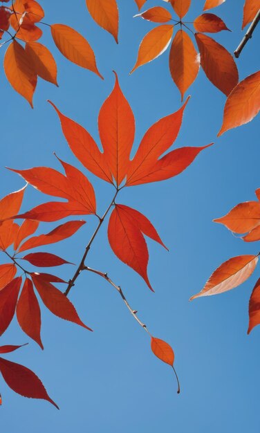  ⁇ 은 파란 하늘을 배경으로 단 하나의 잎을 가진 평화로운 가을 장면