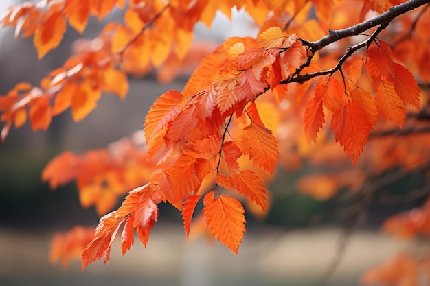 Serene autumnal landscape with vibrant foliage in the countryside