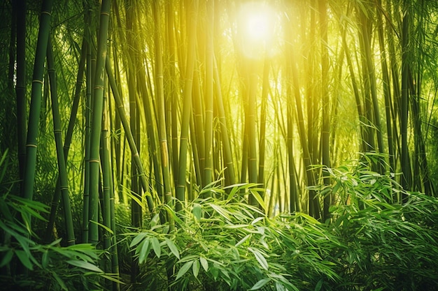 Serene bamboo forest with filtered sunlight