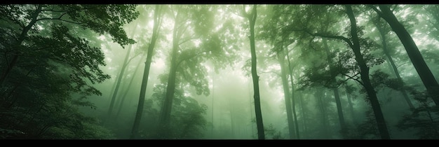 the serene beauty of a misty forest