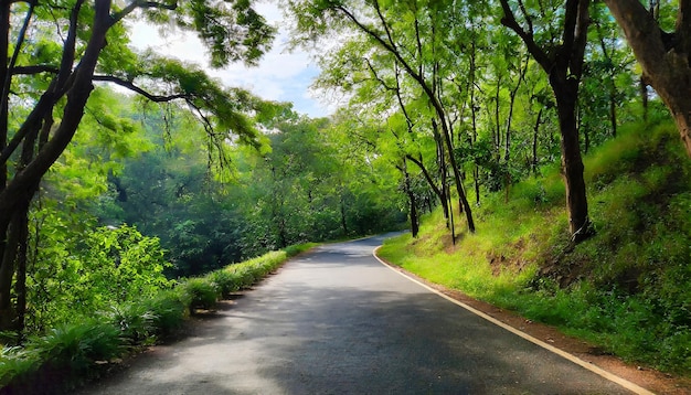 Serene Beauty of a Road Surrounded by Greenery